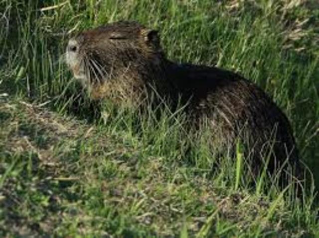 Nutria Beaver