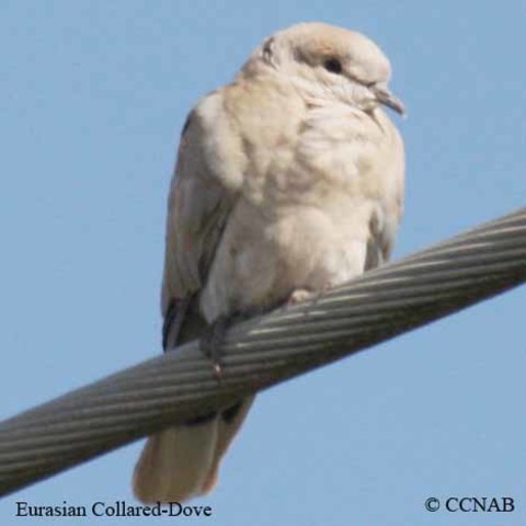 The Eurasia Collared Dove