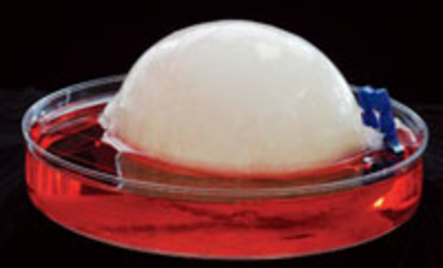 Órganos de ingenieria