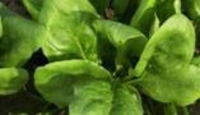 Espinacas como fuente de energía electrónica