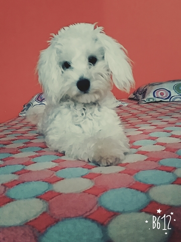 La llegada de Silvestre