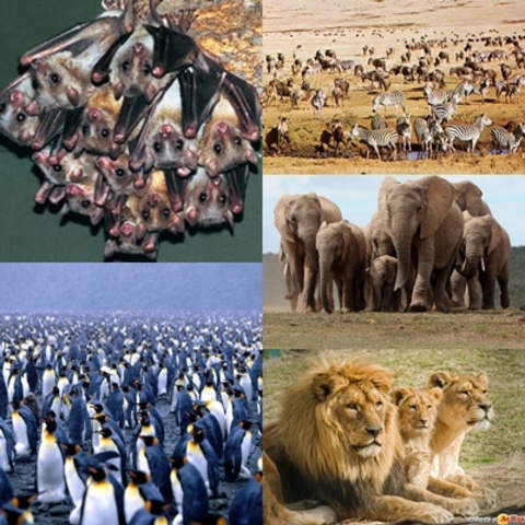 Genética de poblaciones