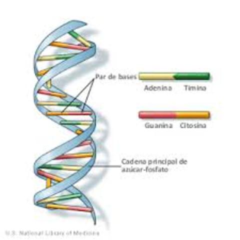 Resultados del Genoma Humano