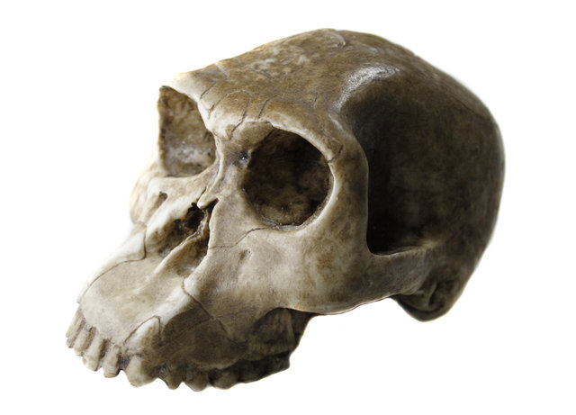 Australopithecus africanus