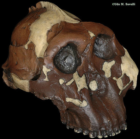 Paranthropus aethiopicus