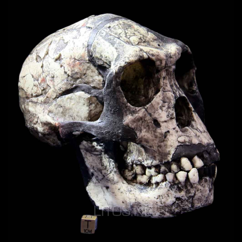 Homo habilis