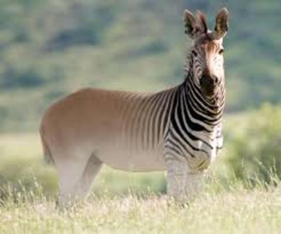 Quagga.