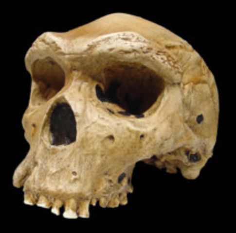 Homo heidelbergensis