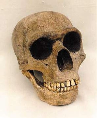 Homo neanderthalensis