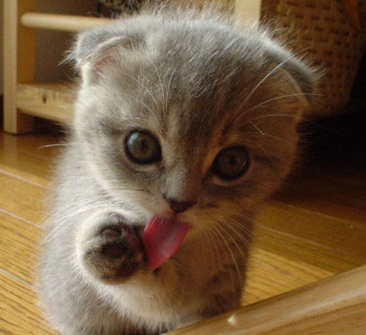 Espero que us hagi agradat