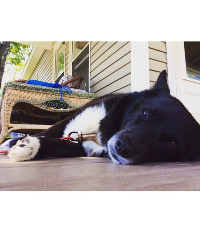 Nosotros compramos una perra de nombre Shadow.