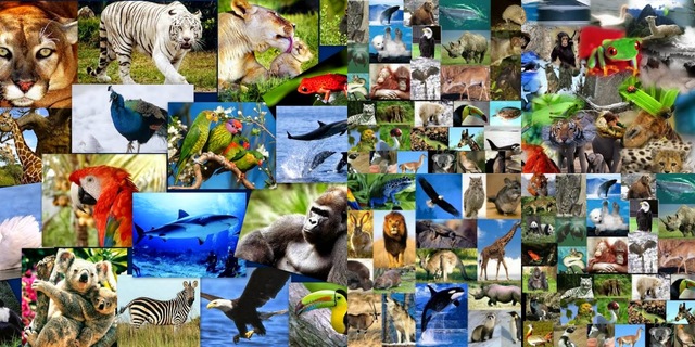 Descubrimiento de los principales animales en vía de extinción por contaminación