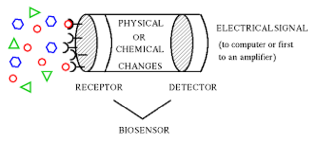 Biosensor