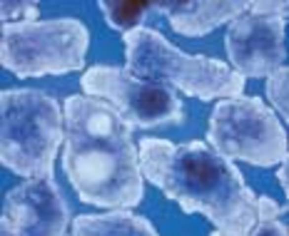 ingenieria celulas madre