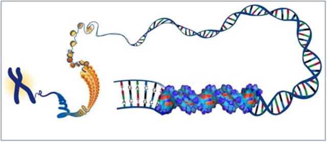 ADN y el estudio de la Biologia molecular