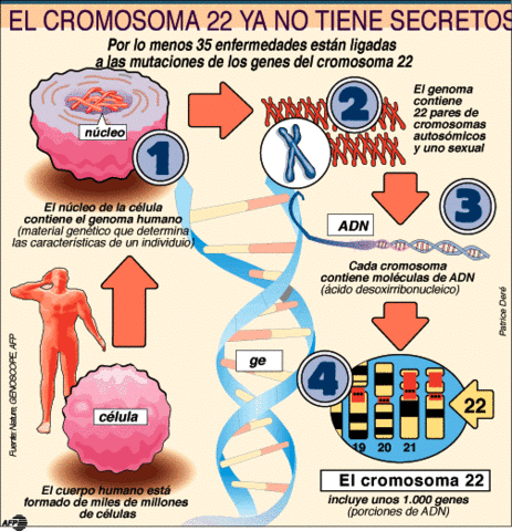 Se completa la primera secuencia de un cromosoma humano, el cromosoma 22.