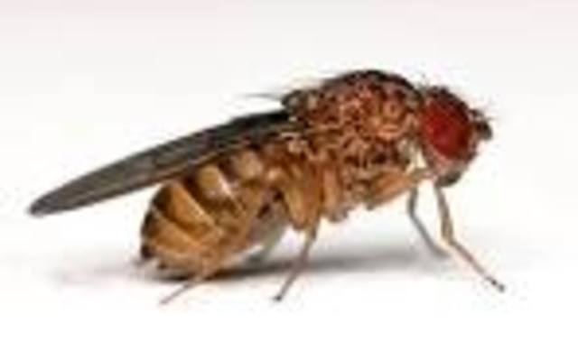 Se completa la secuenciación de los genomas de la mosca Drosophila melanogaster  y de  la planta modelo Arabidopsis thaliana.