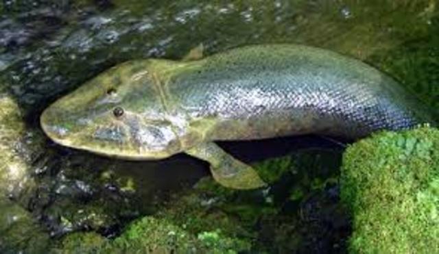 Descubrimiento del pez  que podría ser el origen de los animales terrestres con 4 patas.