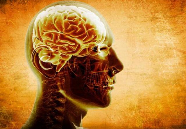 Cómo ver dentro de un cerebro