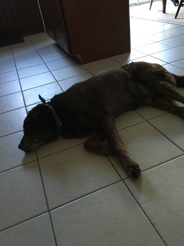 Mi familia obtenido un perro.