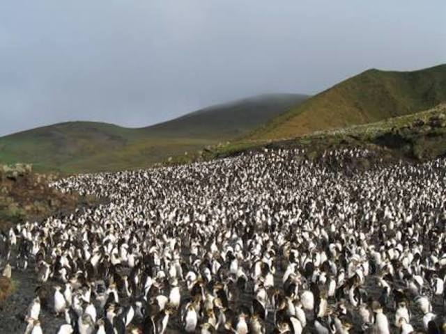 Macquarie Island!