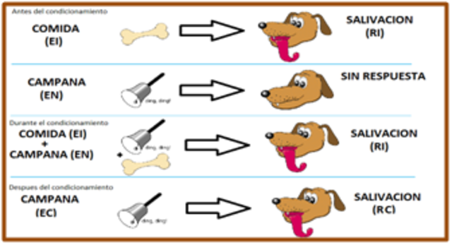 CONDICIONAMIENTO CLÁSICO: PAVLOV