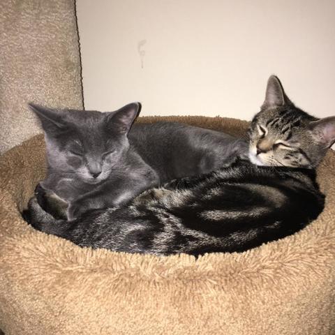 rescate mis gatos de un refugio