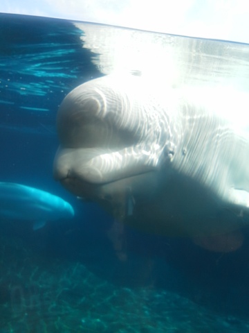aplique a trabajo en un acuario