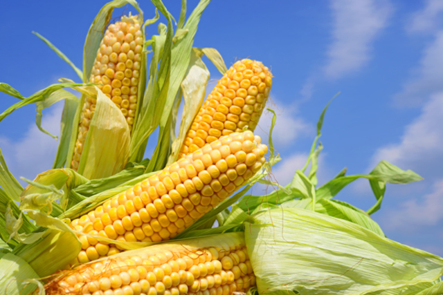 Plantas de maíz transgénicas