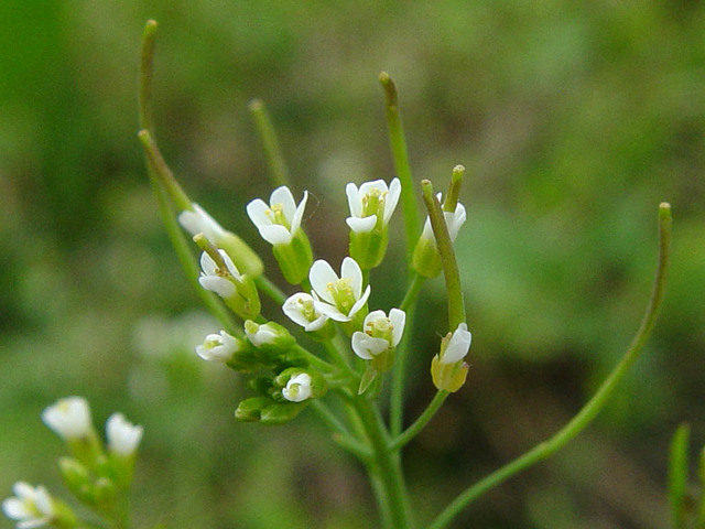 Genomas de la planta Arabidopsis thaliana