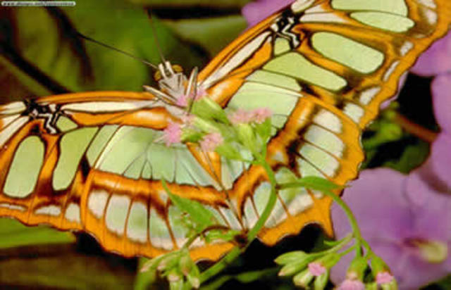 Maíz resistente a insectos