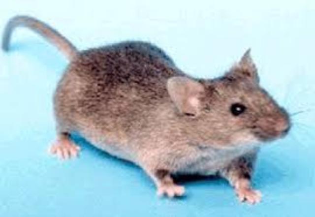 Genoma del ratón