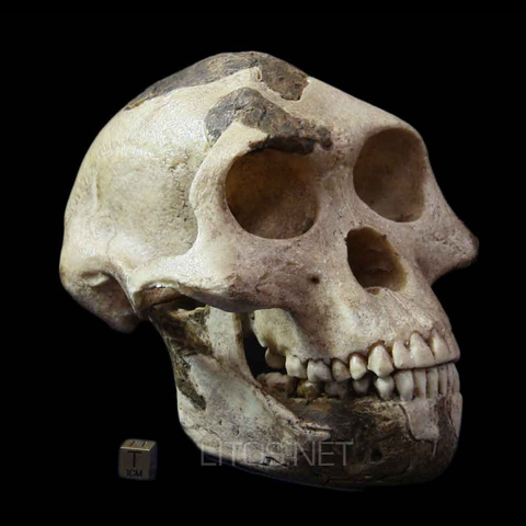 Australopithecus afarensis