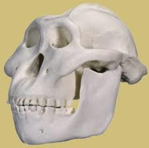 Paranthropus boisei