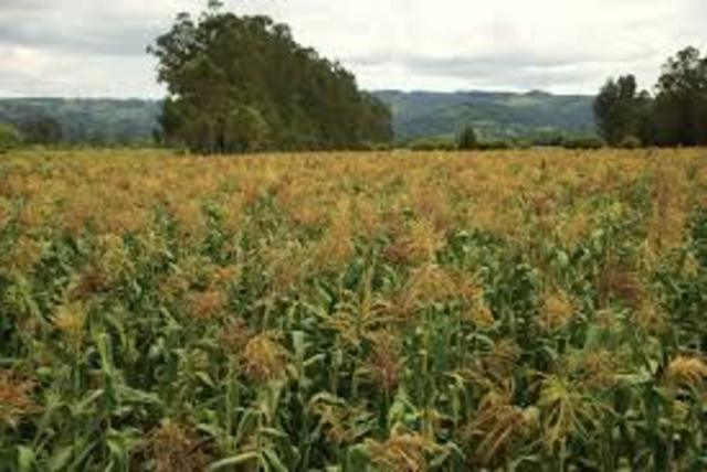 • 2006 biotecnologico