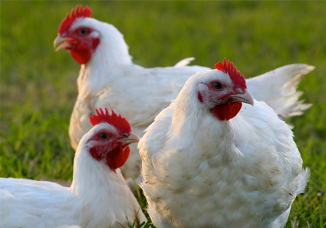 Primera vacuna fabricada en una planta
