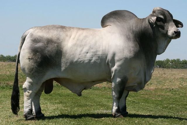 Genoma del toro cebú