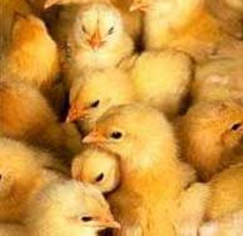 Secuencia genoma del pollo