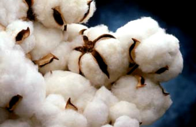 Plantación de algodón transgénico en México