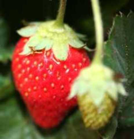 Genoma de la fresa silvestre