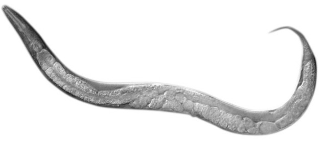 Es secuenciado el primer genoma completo de un organismo pluricelular