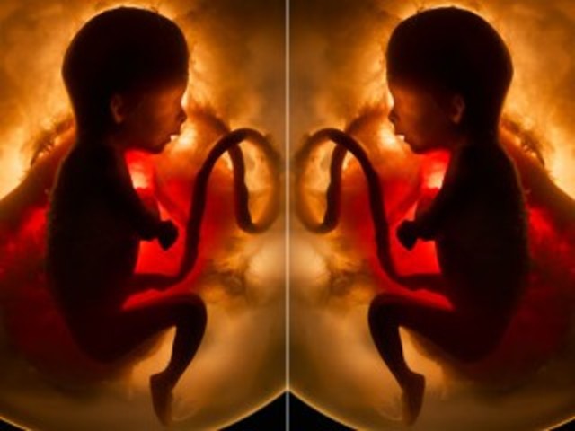 Los científicos clonar embriones humanos para crear células madre
