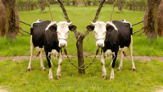 Clonación de una vaca