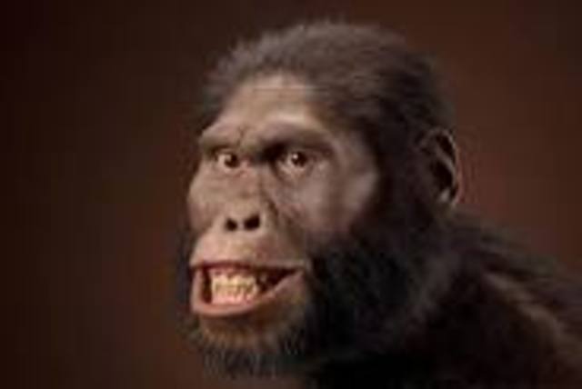 AUSTRALOPITHECUS AFRICANUS