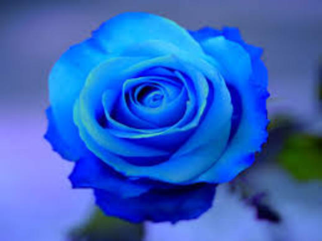 Primera rosa azul