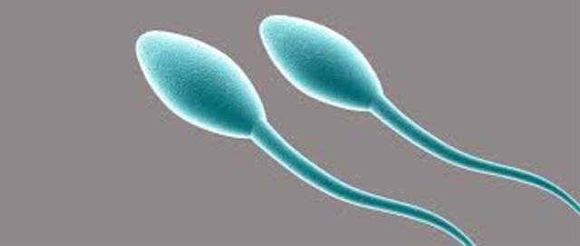 Clonan espermatozoides