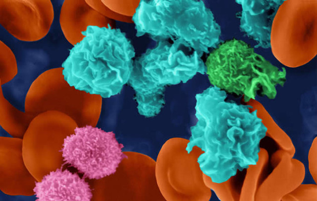 interruptor genético identificado que controla el desarrollo de células T