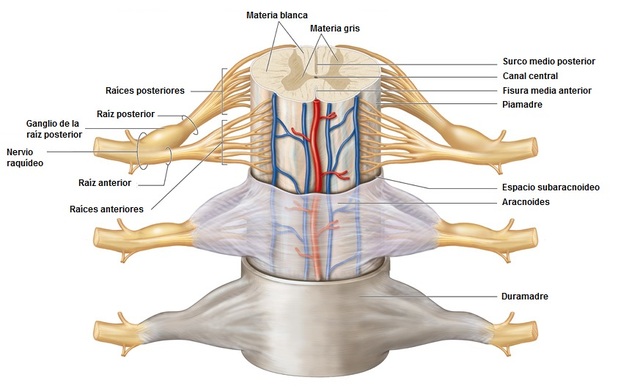 Las células madre tomadas de la nariz se manifestaron para reparar lesiones de la médula espinal