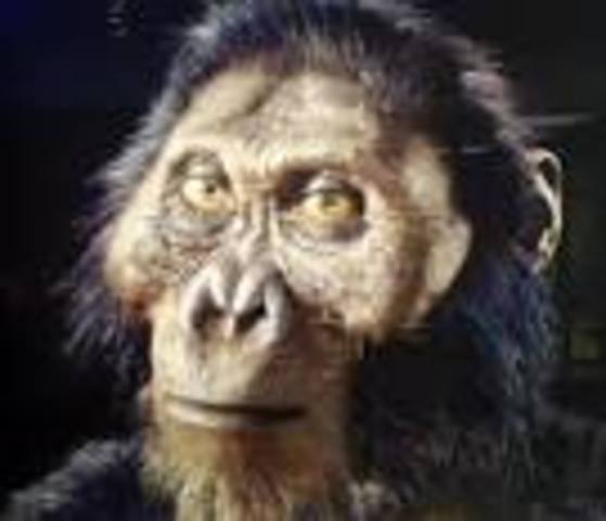 PARANTHROPUS AETHIOPICUS