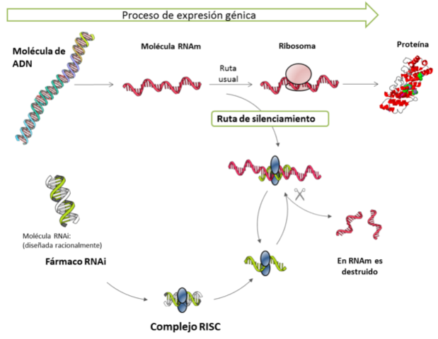 Fase I de ensayos clínicos indica RNAi fármaco es seguro y bien tolerado .